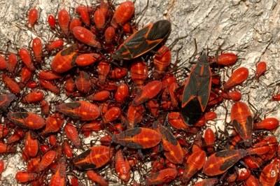 一群箱子虫，一种红色的昆虫