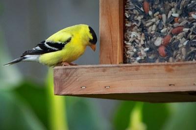 Yellow songbird at bird feeder