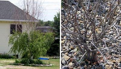 Left image close up of bush with rock mulch showing damage. Right image a bush without leaves on top because of rock mulch damage. 