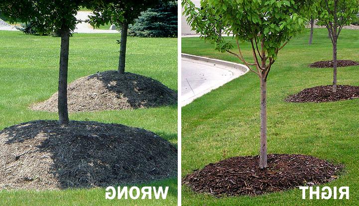 Left picture shows the proper way to mulch a tree, gradually building to a depth of 4 inches around tree. The right image shows mulch incorrectly piled very high near the base of the trunk. 