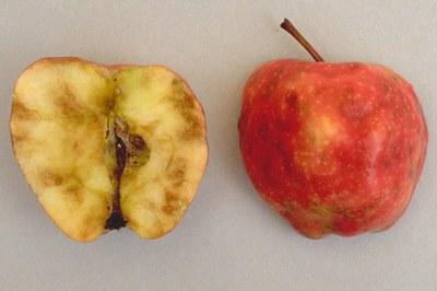 一个对半的苹果，左边是皮朝上的, 右侧是肉朝上，显示苹果蛆洞和肉损伤