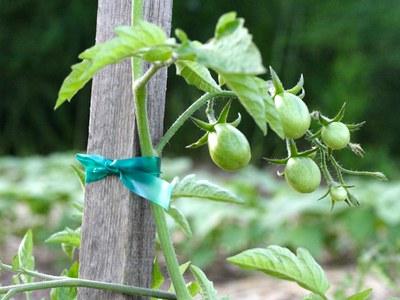 蕃茄藤系在花园桩子上以作支撑 
