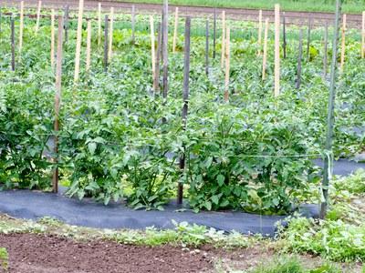 园子里一排排串成格子的番茄藤