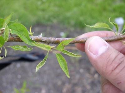 Strapping and distortion of apples leaves due to exposure to growth regulator-type herbicides