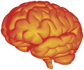 人脑的图像