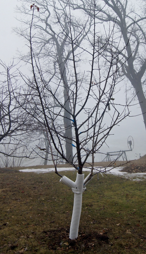 一棵没有叶子的小树，树干上包裹着白色的塑料管.