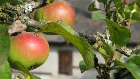 苹果在苹果树上的一个特写，后面是农舍