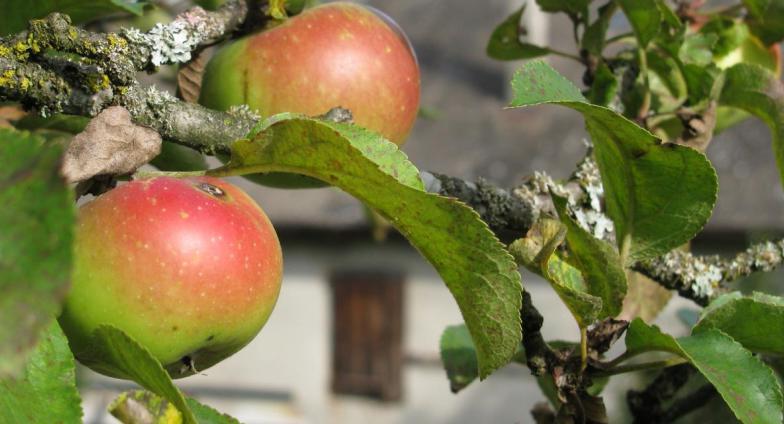 苹果在苹果树上的一个特写，后面是农舍