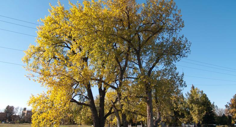 North Dakota landscape with a tree with yellow leaves