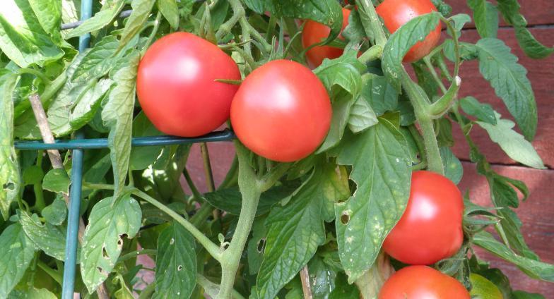 在番茄笼里，葡萄藤上的成熟番茄 
